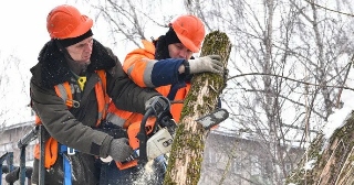 Опиловка деревьев Рязань цена от 1048 руб.